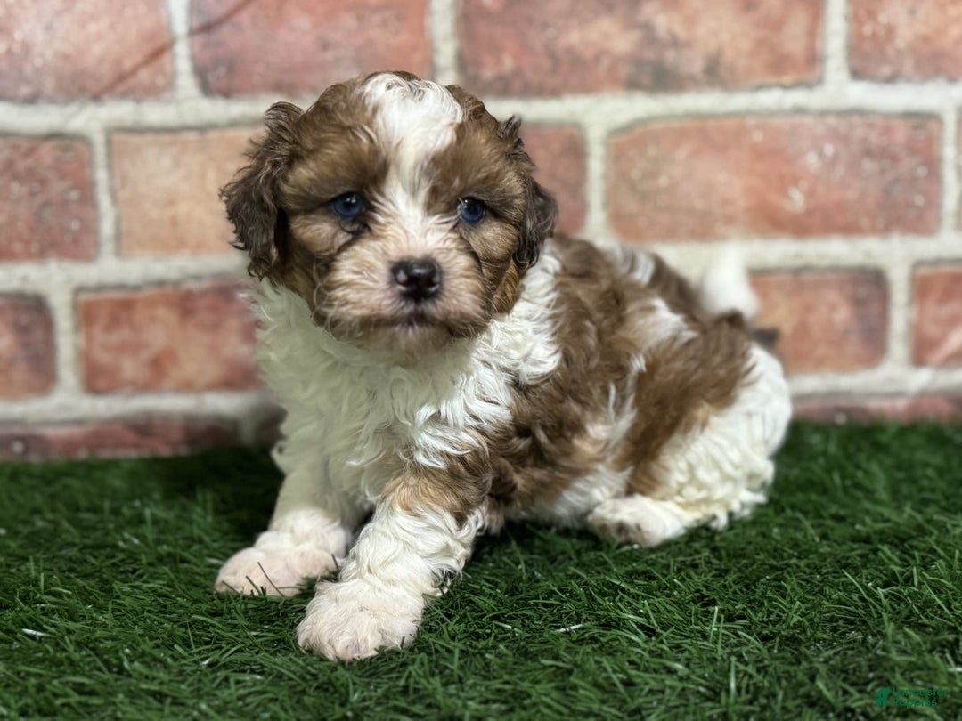 Shihpoo dogs for sale: Biscuit - Image 7