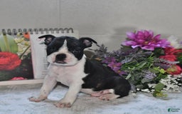 Boston Terrier dogs for sale: Jeffery - Image 1