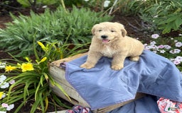 Goldendoodle dogs for sale: Jasmine - Image 8