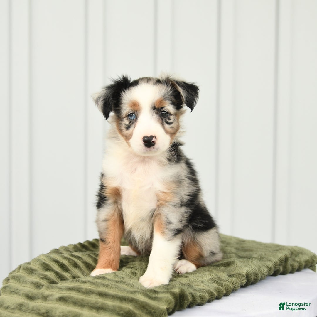 Miniature Australian Shepherd dogs for sale: Baxter - Image 2
