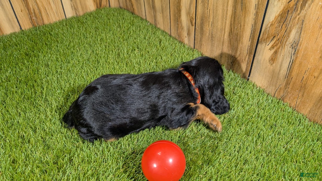 Cavalier King Charles Spaniel dogs for sale: Brin Girl 3 - Image 9