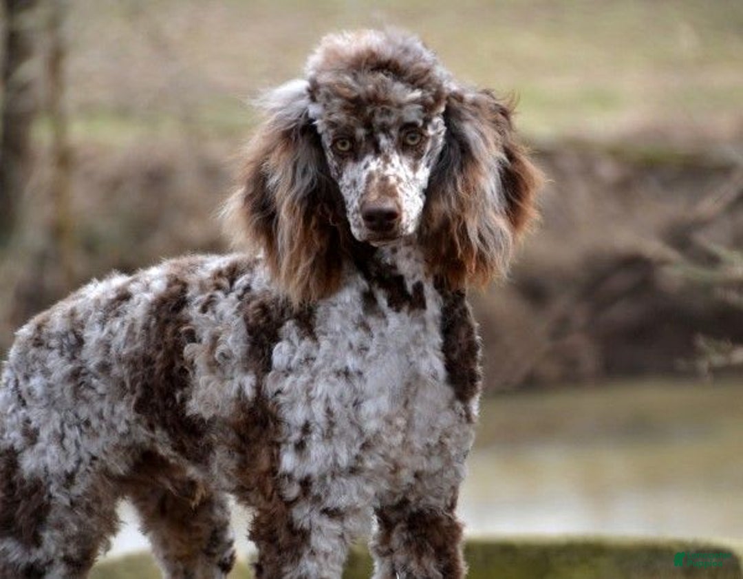 Mini Bernedoodle dogs for sale: Flinders - Image 5