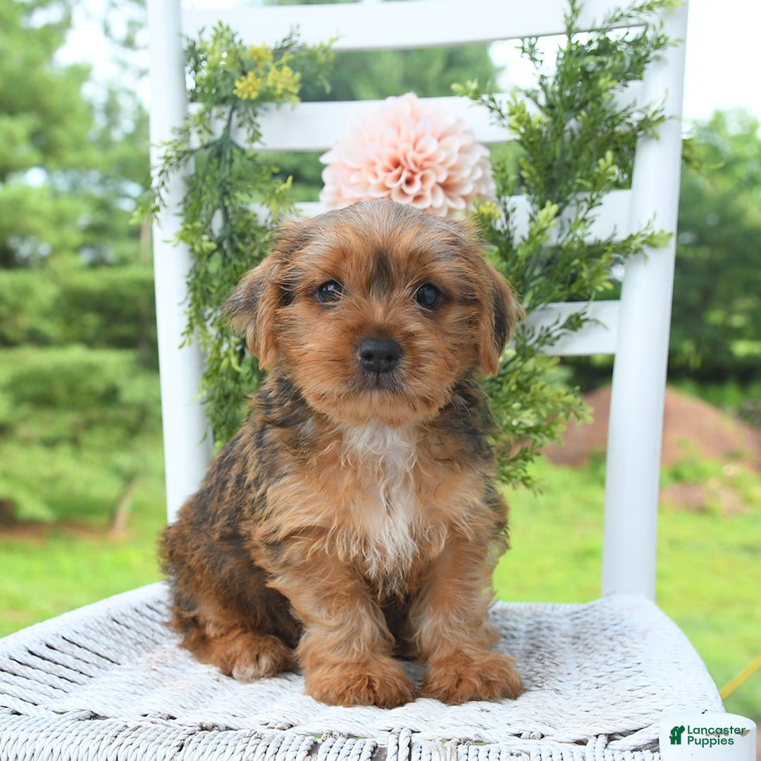 Shorkie dogs for sale: Bud - Image 6