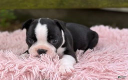 Frenchton dogs for sale: Jodi - Image 7