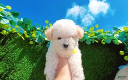 Maltipoo dogs for sale: Princess - Image 5
