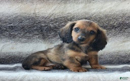 Miniature Dachshund dogs for sale: Trooper - Image 10