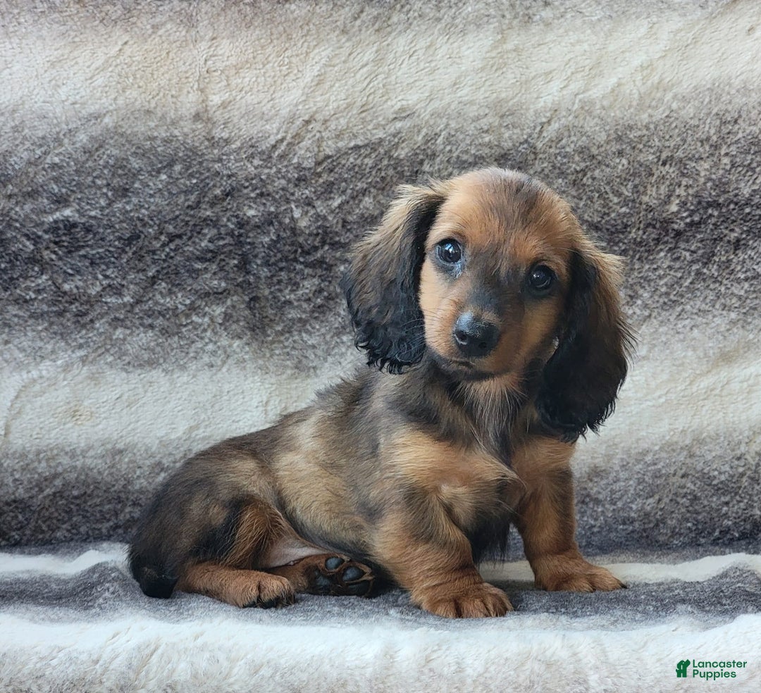 Miniature Dachshund dogs for sale: Trooper - Image 10