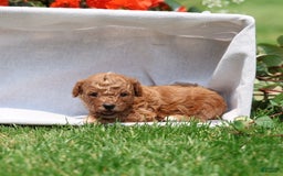 Toy Poodle dogs for sale: Ellie - Image 14