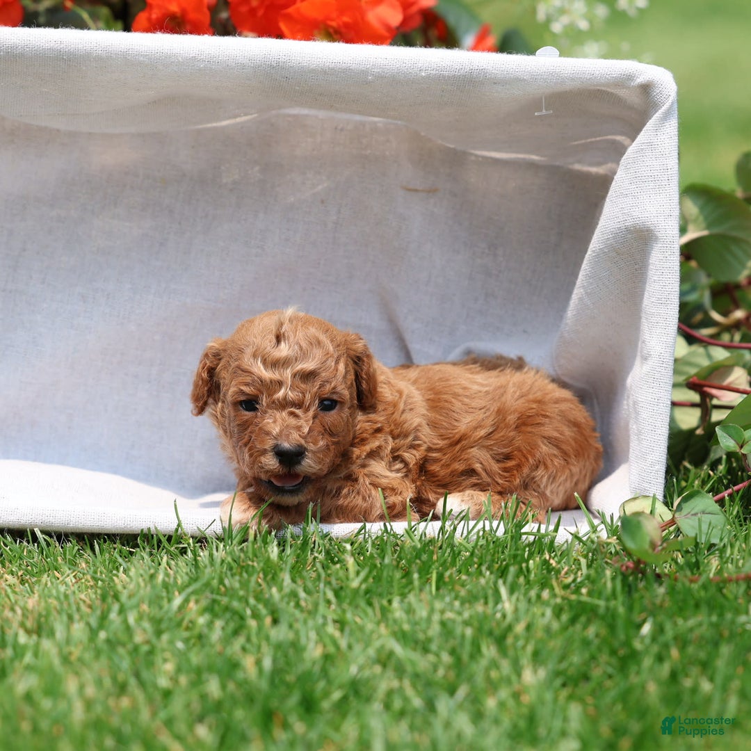 Toy Poodle dogs for sale: Ellie - Image 14