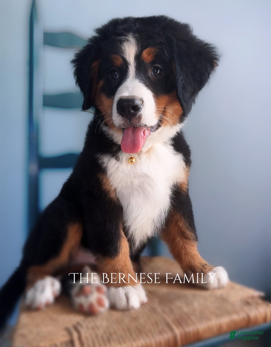 Bernese Mountain Dog dogs for sale: Female Thin Blaze - Image 11