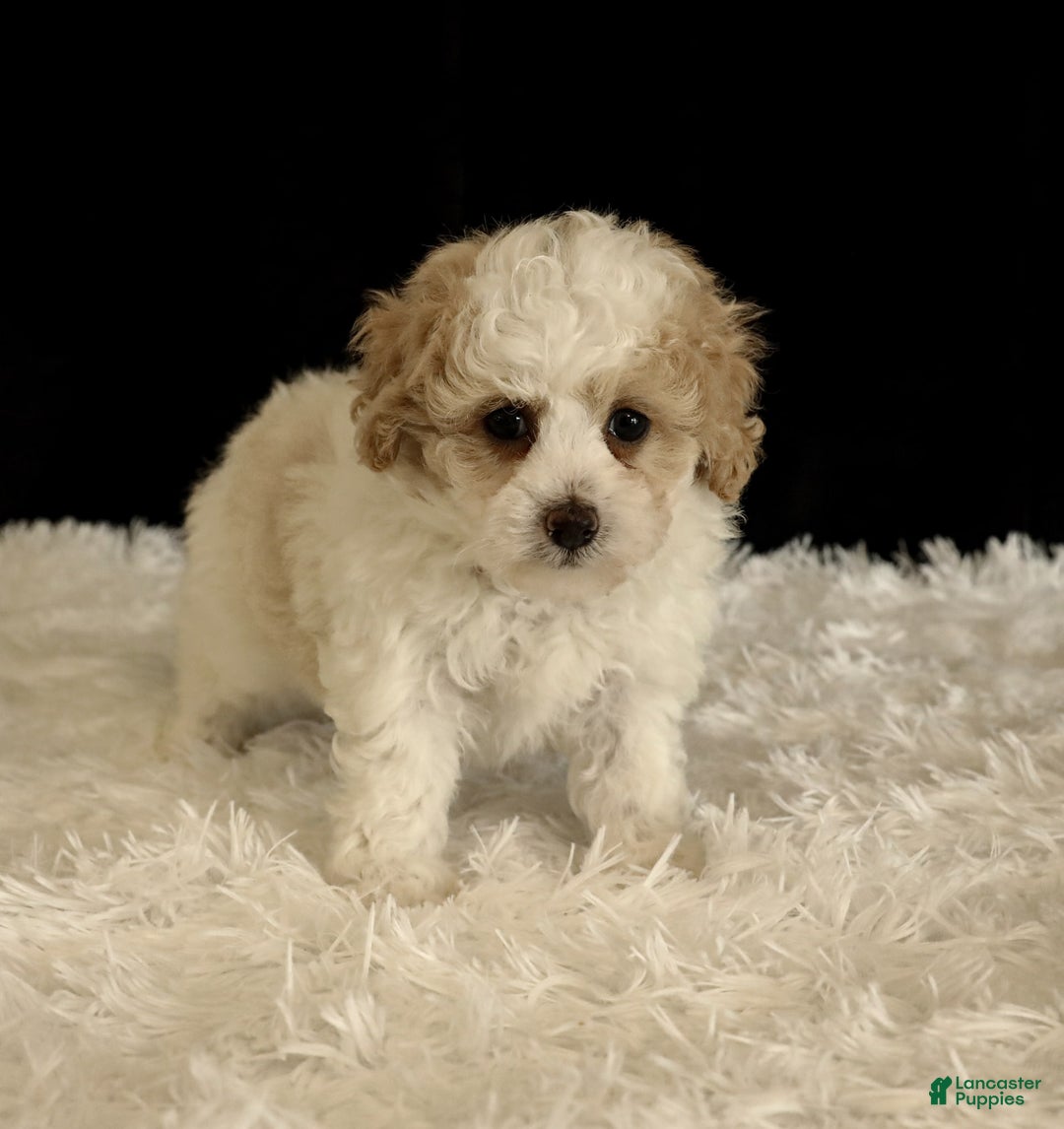 Toy Poodle dogs for sale: Bobby - Image 5