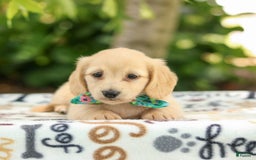 Miniature Dachshund dogs for sale: Trudy - Image 6