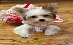 Yorkshire Terrier dogs for sale: Jacob - Image 7
