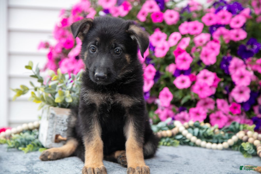 German Shepherd dogs for sale: Betty - Image 3
