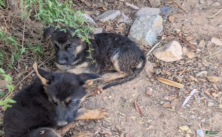 German Shepherd dogs for sale - Ad 3