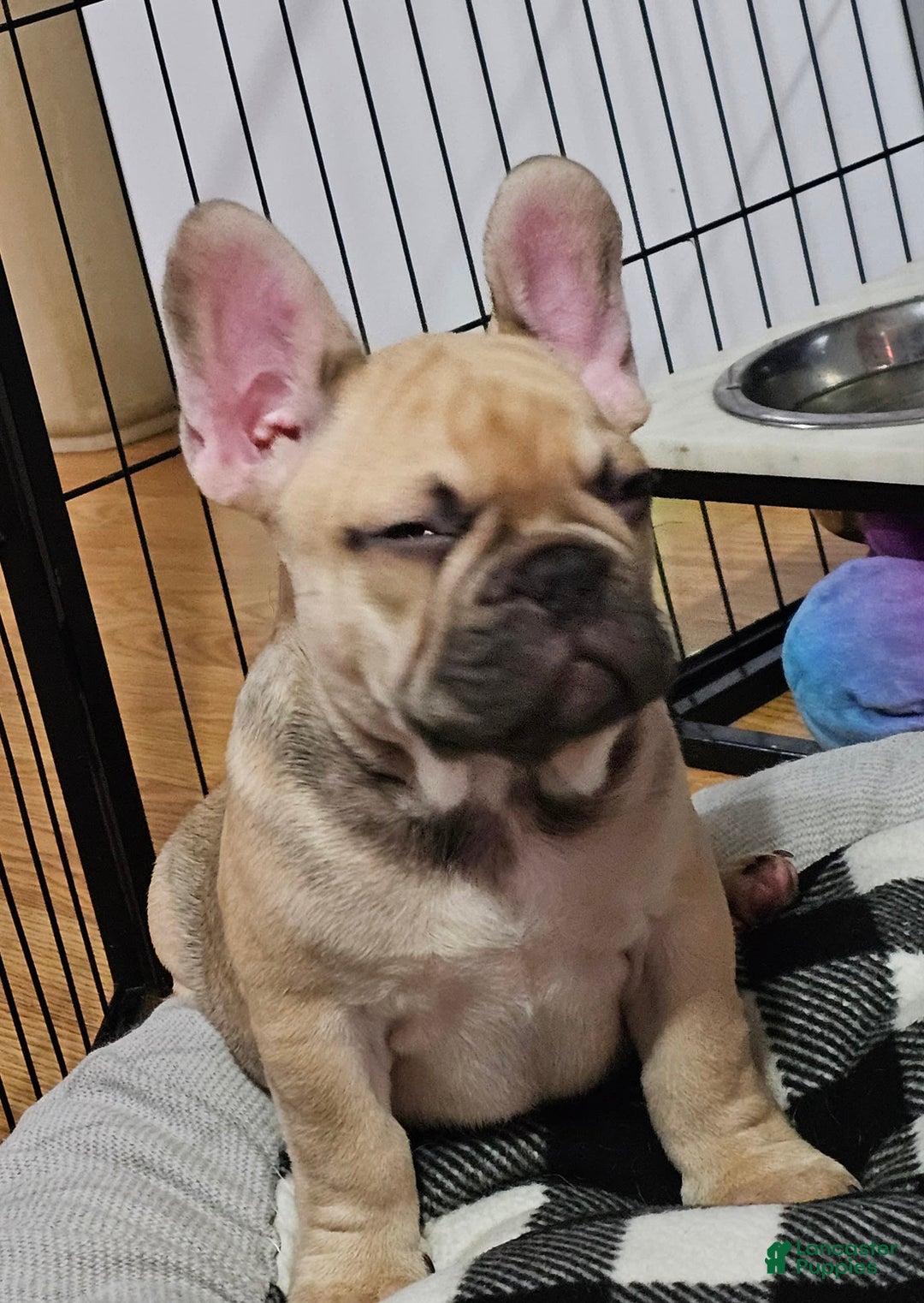 French Bulldog dogs for sale: Chocolate - Image 9