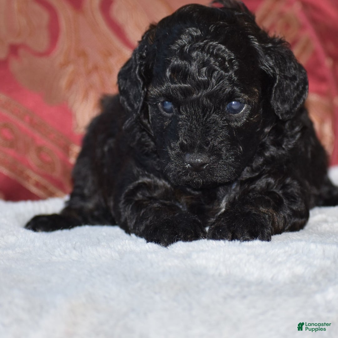 Yorkiepoo dogs for sale: Plaid - Image 9