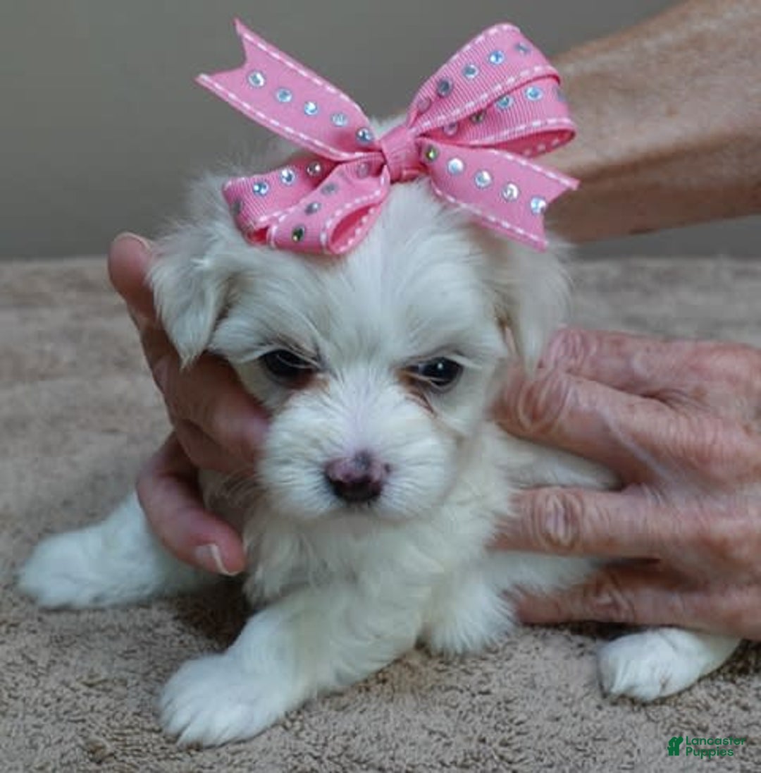 Maltese dogs for sale: Tessa - Image 15
