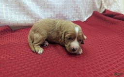 Cavapoo dogs for sale: Henry - Image 4