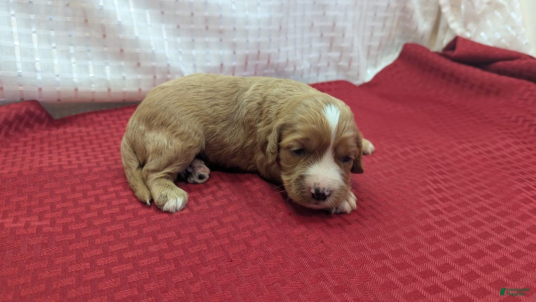 Cavapoo dogs for sale: Henry - Image 4