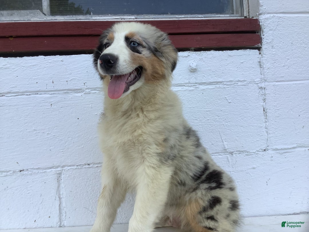 Australian Shepherd dogs for sale: Blake - Image 5
