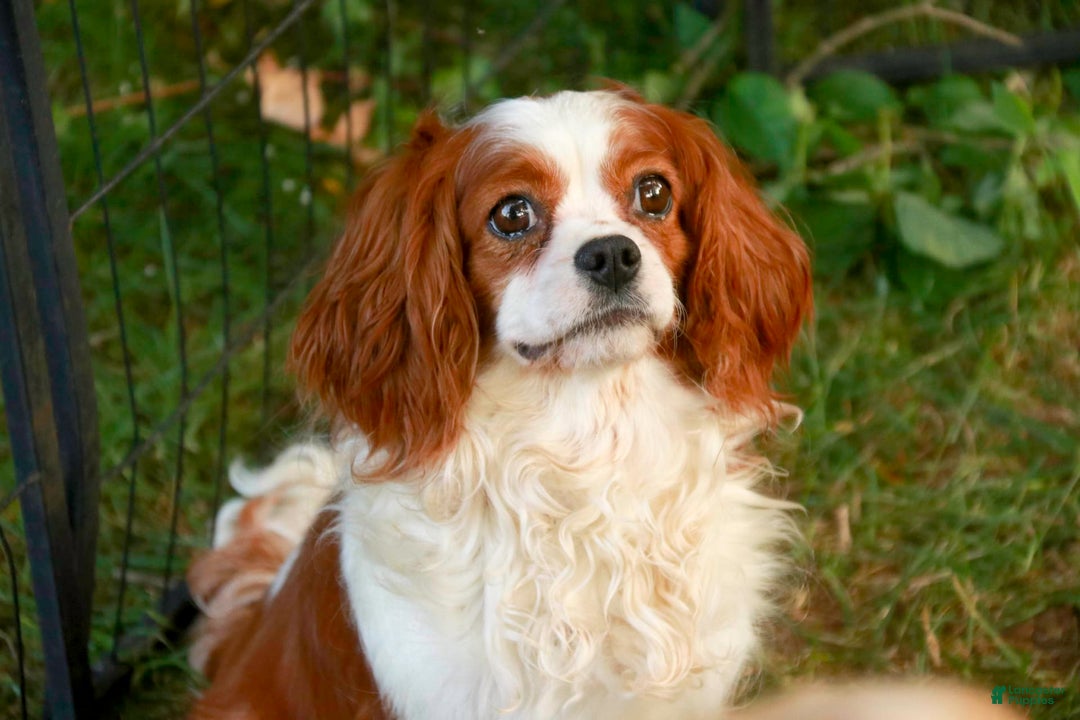 Cavalier King Charles Spaniel dogs for sale: Monty - Image 28