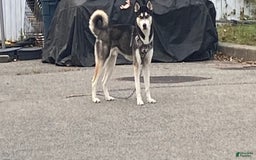 Siberian Husky dogs for sale: J5 - Image 9
