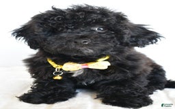 Shihpoo dogs for sale: Theo - Image 2