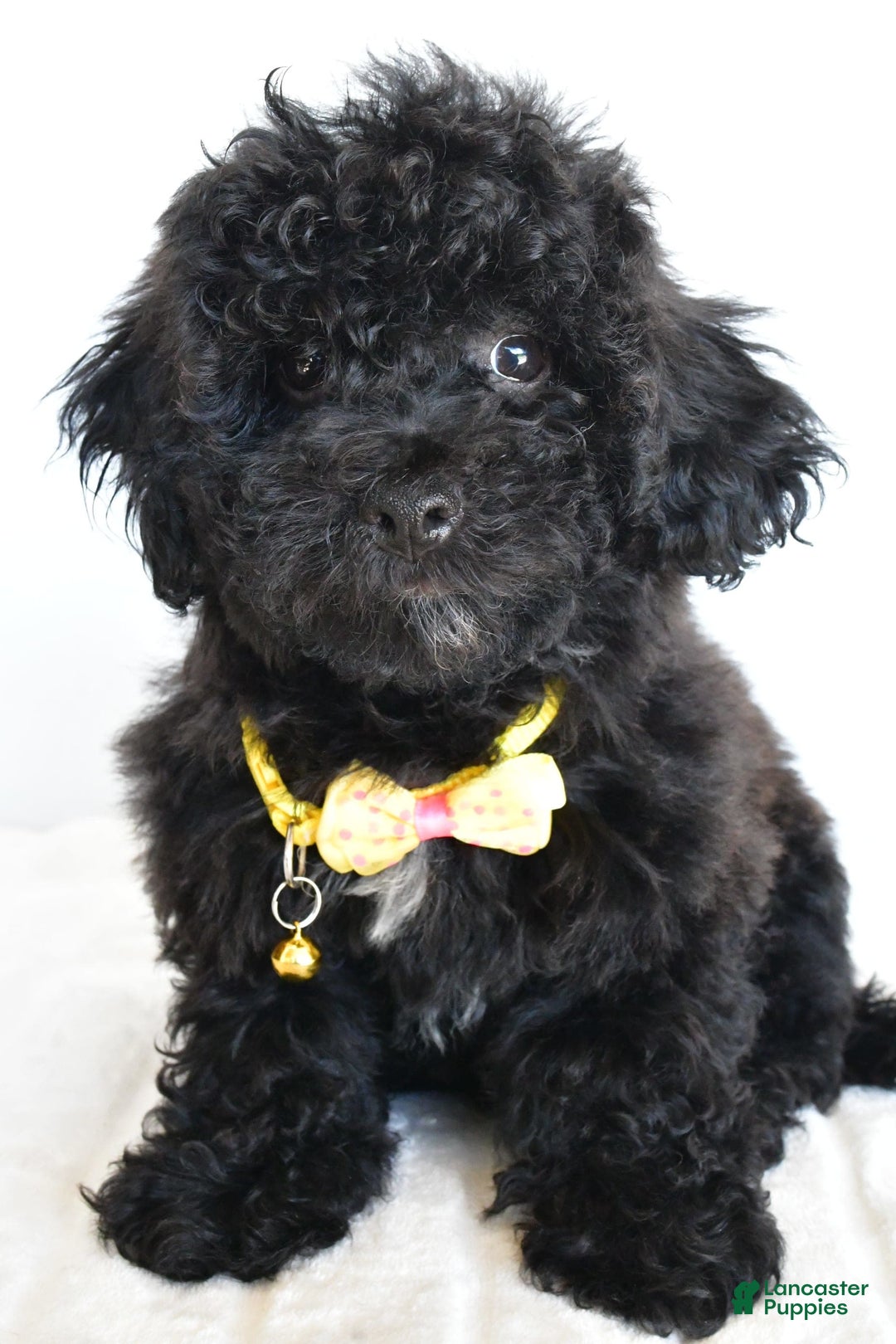 Shihpoo dogs for sale: Theo - Image 2