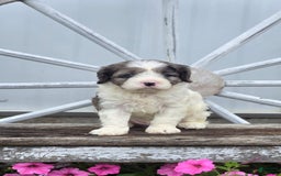 Cavapoo dogs for sale: Tucker - Image 8