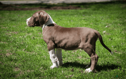 Great Dane dogs for sale: Jack - Image 22