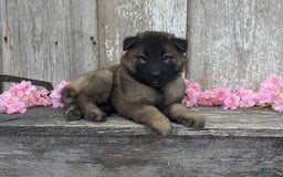 Belgian Tervuren dogs for sale: Lila - Image 5