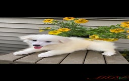 American Eskimo dogs for sale: Violet - Image 5