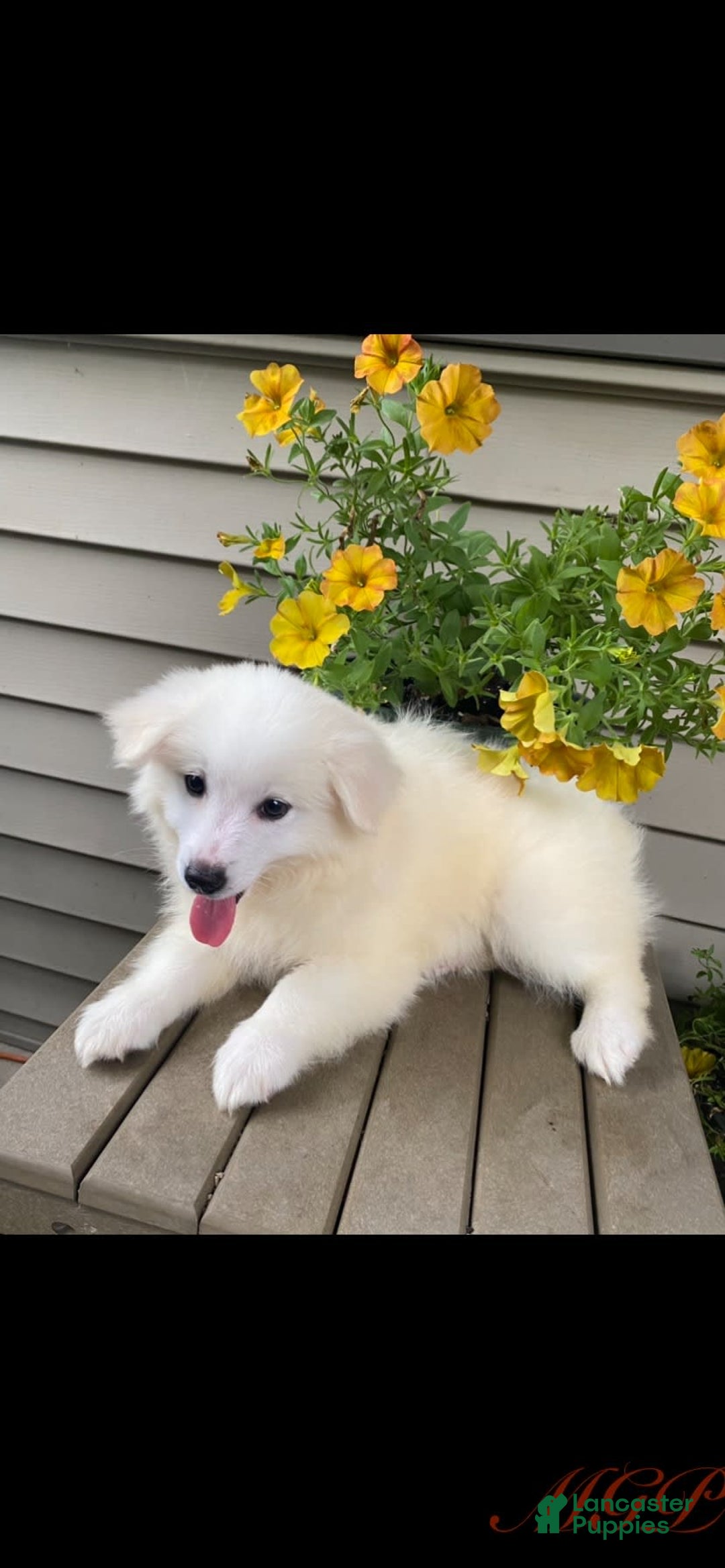 American Eskimo dogs for sale: Violet - Image 5