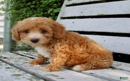 Miniature Poodle dogs for sale: Jim - Image 3