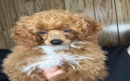 Toy Poodle dogs for sale: Maxi - Image 21
