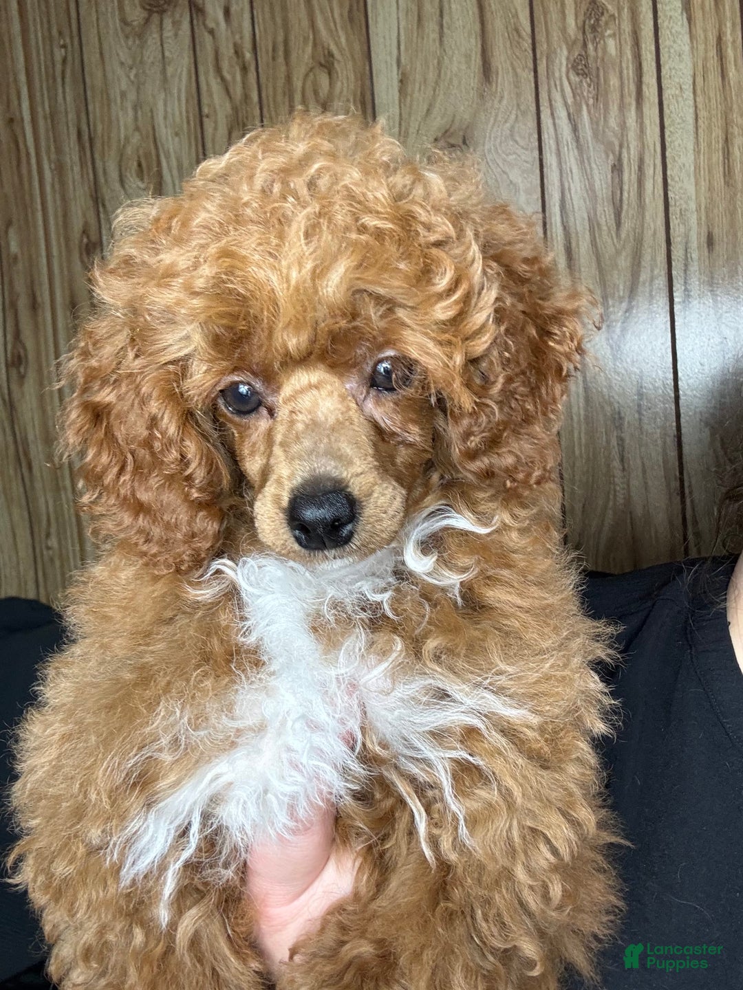 Toy Poodle dogs for sale: Maxi - Image 21