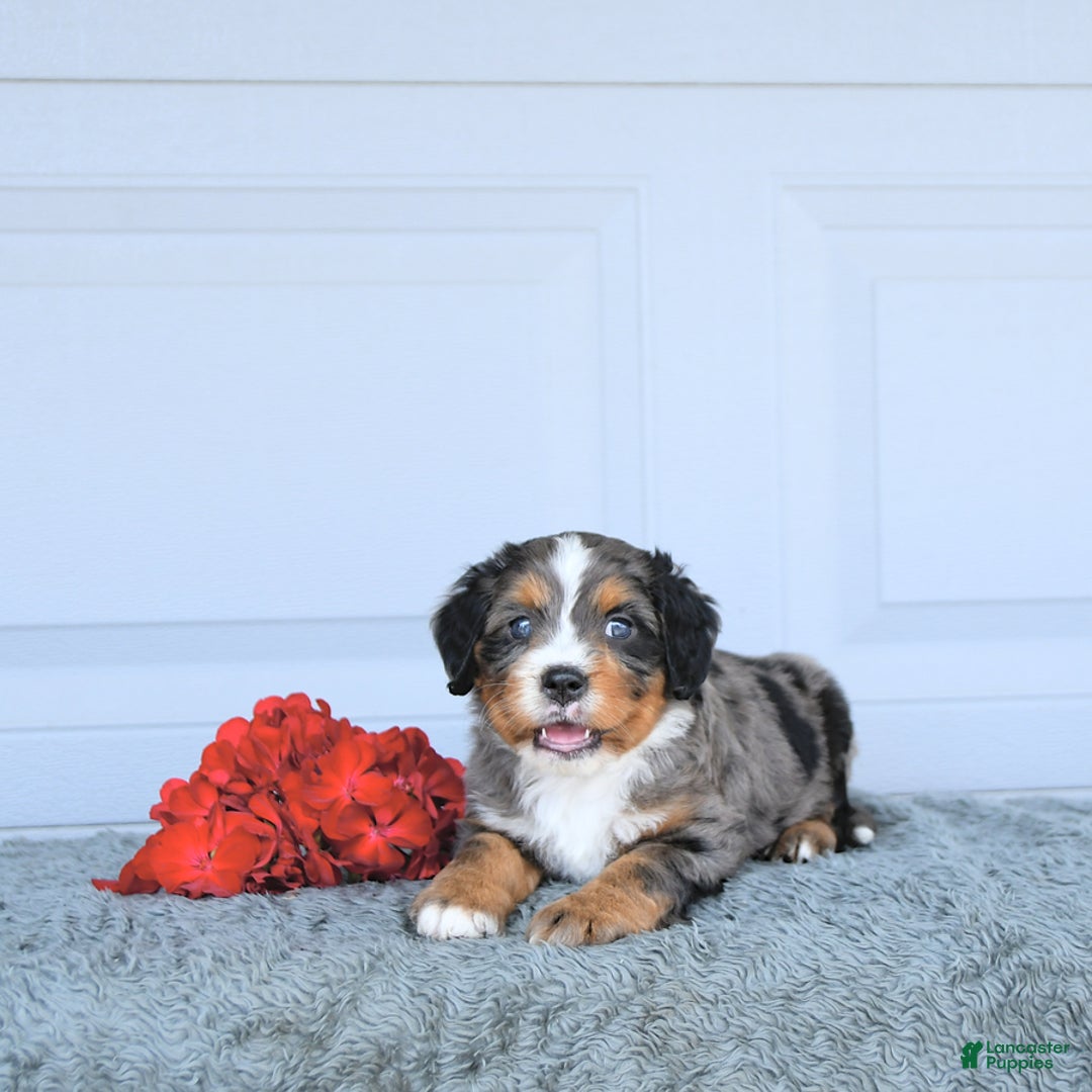 Miniature Bernese Mountain Dog dogs for sale: Leo - Image 1