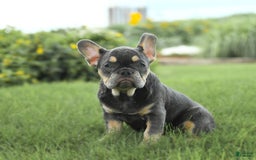 French Bulldog dogs for sale: Zena - Image 4