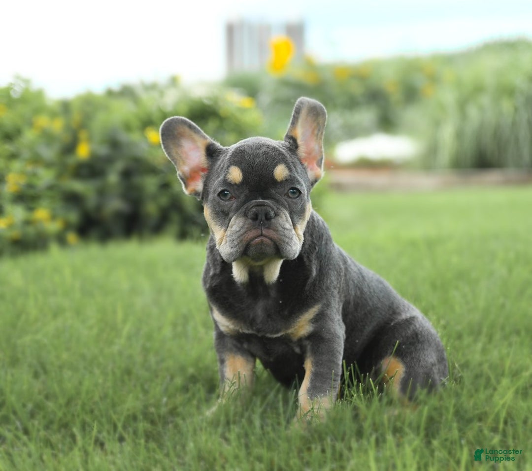 French Bulldog dogs for sale: Zena - Image 4
