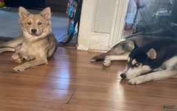 Siberian Husky dogs for sale: J5 - Image 8