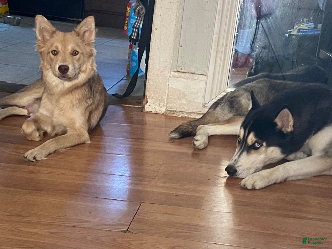 Siberian Husky dogs for sale: J5 - Image 8