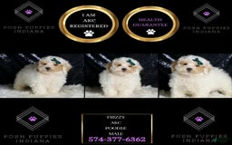 Toy Poodle dogs for sale: Frizzy - Image 1