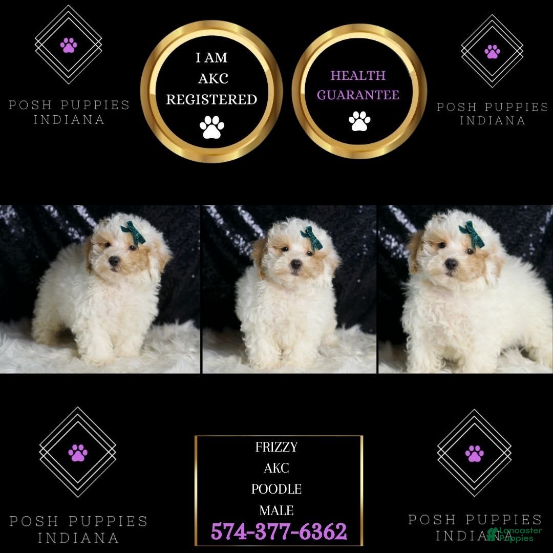 Toy Poodle dogs for sale: Frizzy - Image 1