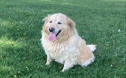 Goldendoodle dogs for sale: Hadly - Image 6