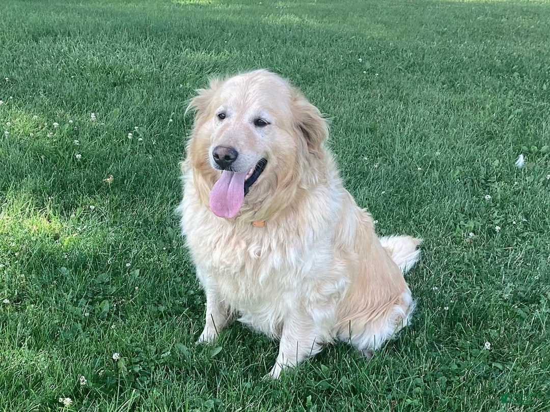 Goldendoodle dogs for sale: Hadly - Image 6