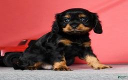 Cavalier King Charles Spaniel dogs for sale: Cooper - Image 3