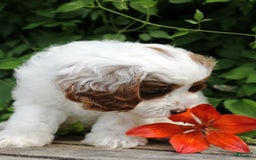 Cavapoo dogs for sale: Louie - Image 3