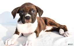 Boxer dogs for sale: Mickey - Image 2