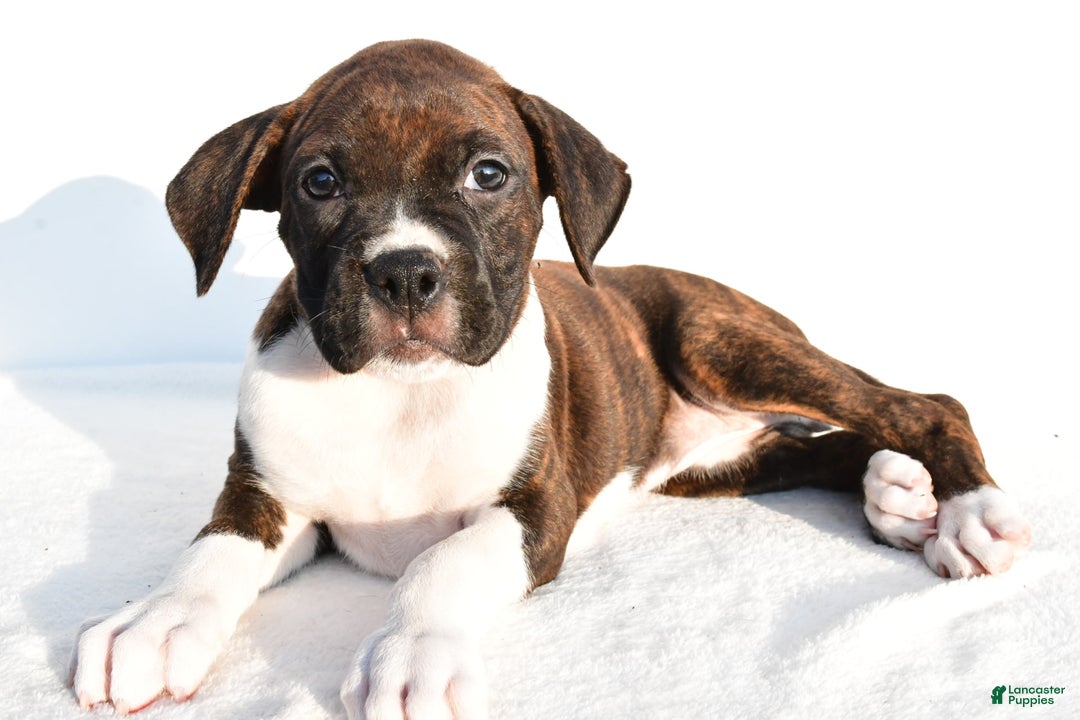 Boxer dogs for sale: Mickey - Image 2